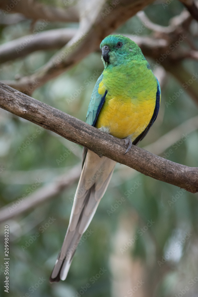 Colourful green and yellow parrot perched in a tree