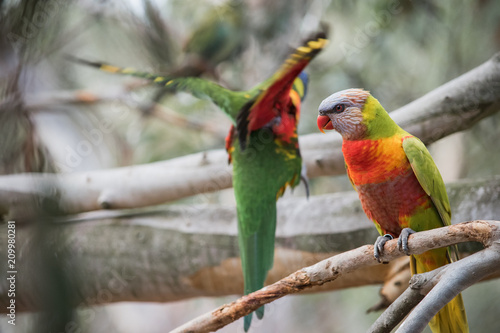 Two Rainbow Lorikeets sitting in a tree, one about to take flight