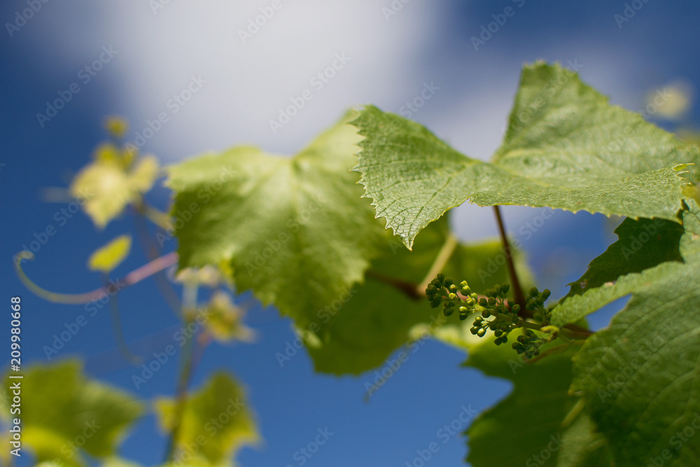 The texture of a grape-vine against the blue sky.