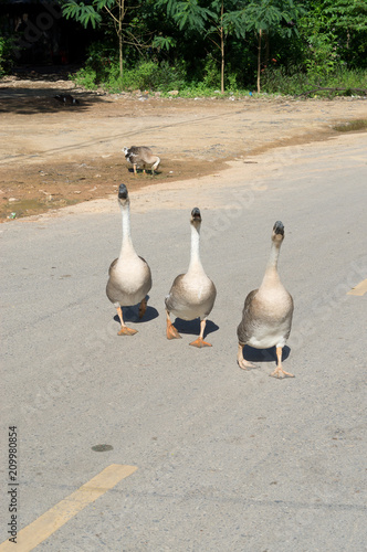 three lovely geese walking on a road
