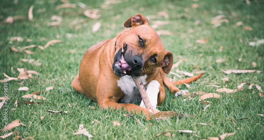 Tanned Staffy dog chewing happily on a stick