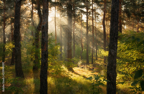 Morning in the forest. Sun rays. Walk on the nature.