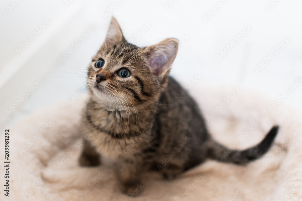 Adorable tabby kitten