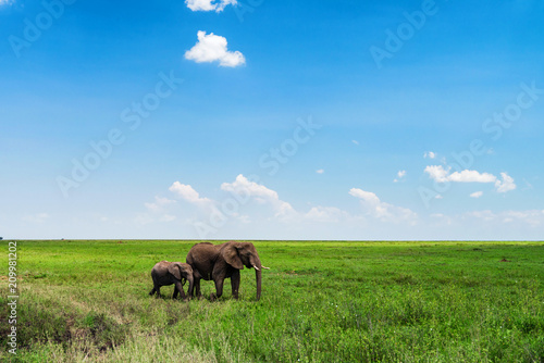 Browsing African elephants or Loxodonta cyclotis