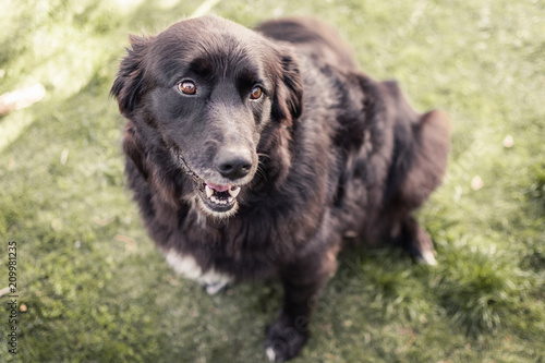 Golden retriever cross border collie sitting in grass