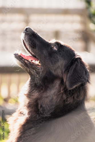 Labrador cross border collie begging for some treats