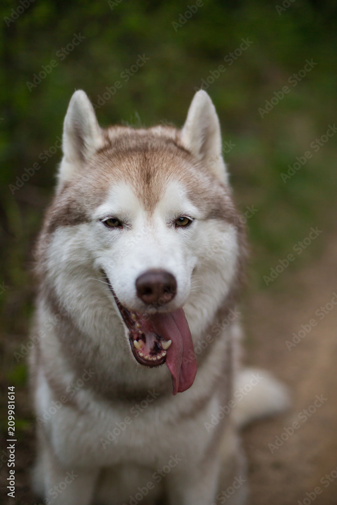 Close-up portrait of cute beige dog breed siberian husky with tonque hanging out sitting on the path in the forest