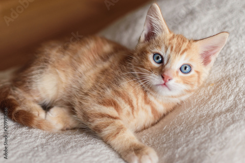 Ginger kitten with bright blue eyes laying on soft white blanket © Crystal