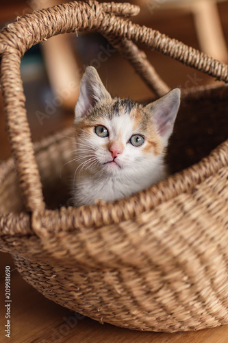 Cute kitten sitting in a wicker basket