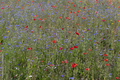 colorful natural wildflower meadow