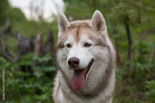 Close-up portrait of cute dog breed siberian husky with tonque hanging out in the forest