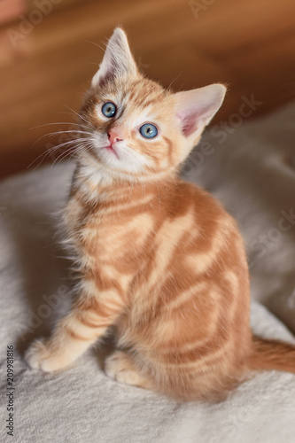 Adorable ginger kittens with bright blue eyes sitting on a soft blanket