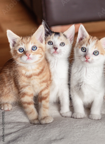 Three adorable kittens with blue eyes posing for the camera