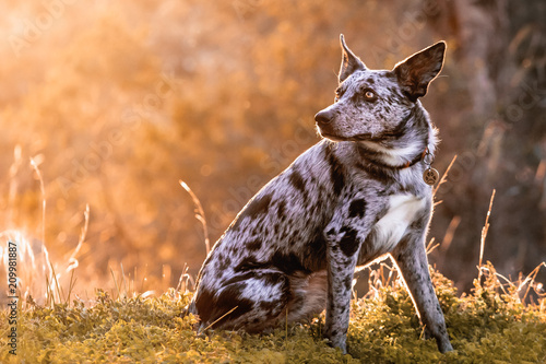 Australian sheep dog sitting amongst grass during sunset