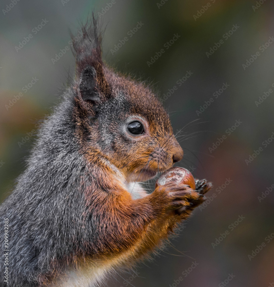 Obraz premium Cute red squirrel with nut