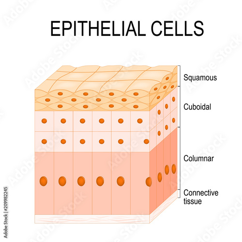 Types of epithelial cells photo