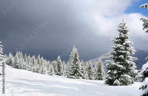 Winter landscape of mountains with of fir tree forest and glade in snow under forthcoming snow windstorm. Carpathian mountains.