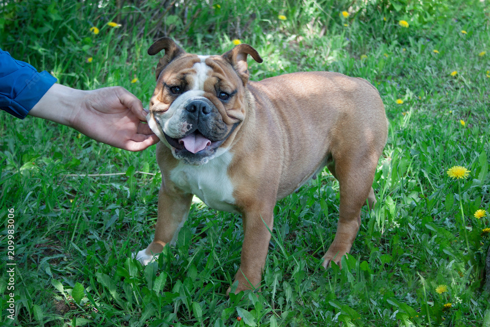 British bulldog is standing on a green meadow with his owner. British bulldog is standing on a green meadow with his owner.