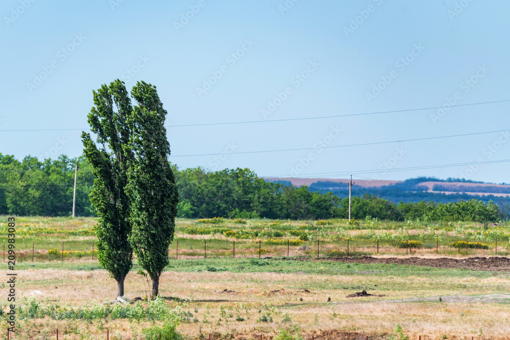Two poplars in steppe