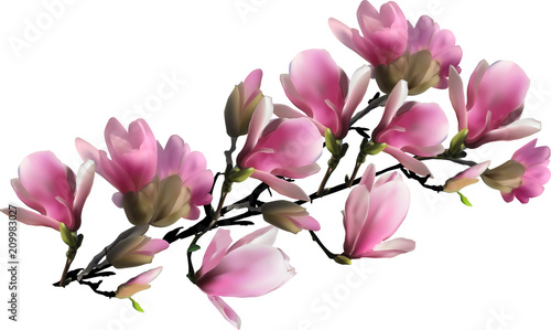 pink blossoming branch of magnolia on white