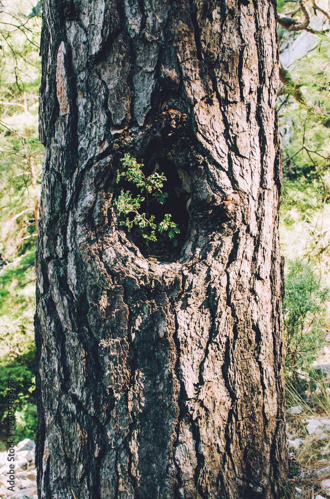 Сlose-up shot of hollow in huge tree with growing leaves inside. Concept Rare species of trees. Сlose-up shot of hollow in huge tree with growing leaves inside. Concept Rare species of trees.
