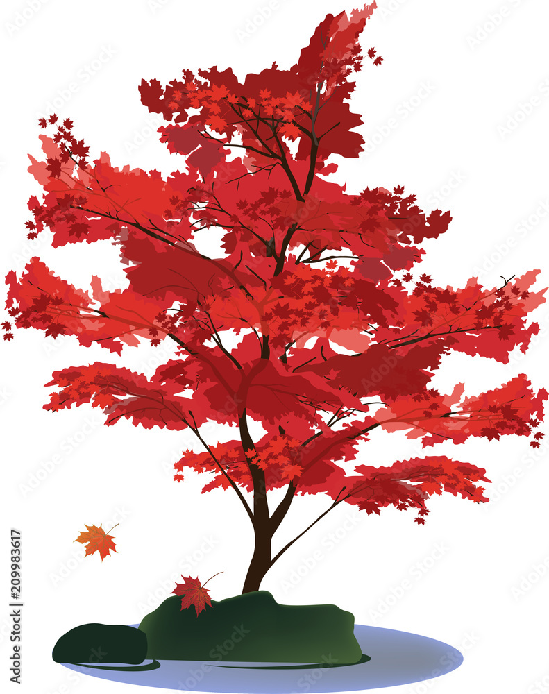 red maple tree clip art
