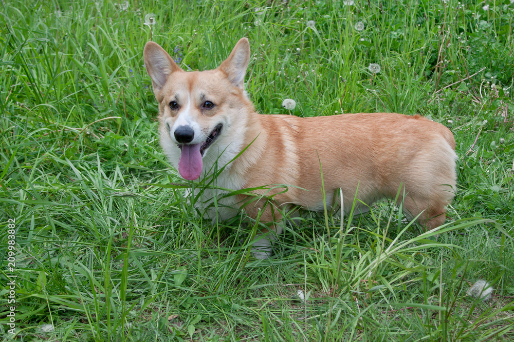 Cute pembroke welsh corgi puppy is standing in a green grass. Pet animals.