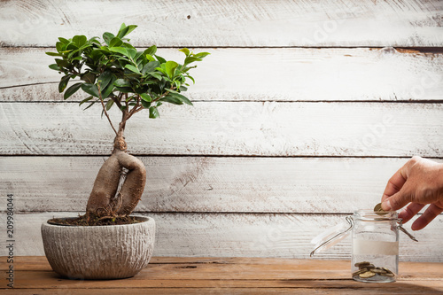 Bonsai tree and hand putting money in glass jar photo