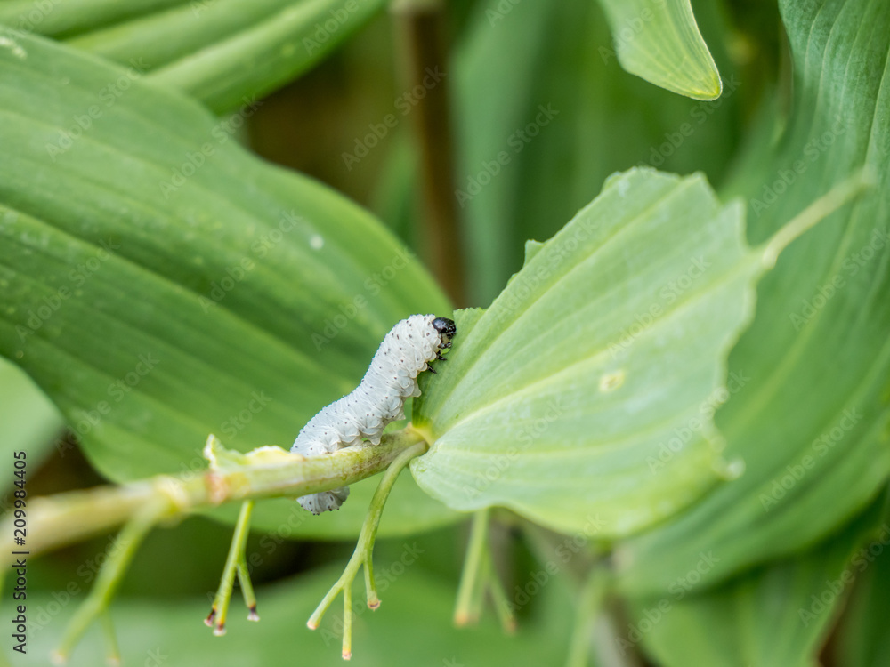 Raupe beim fressen im Garten