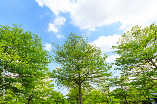 Green forest and blue sky with white clouds