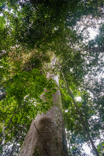 View from the bottom to the treetop of the tallest Tualang tree (Koompassia excelsa) in West Malaysia at Sungai Tahan in Taman Negara,Pahang, Malaysia. photo