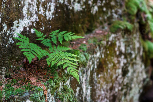 Carpathians mountain fern on a rock