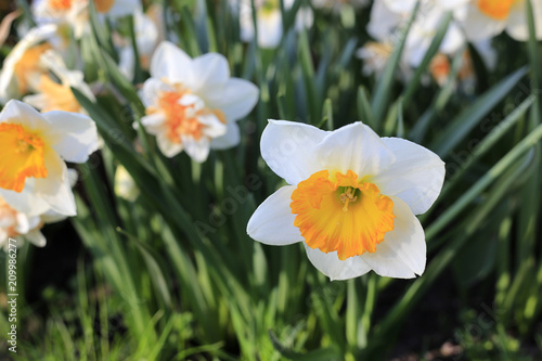 Fototapeta Naklejka Na Ścianę i Meble -  Beautiful white flowers of Narcissus