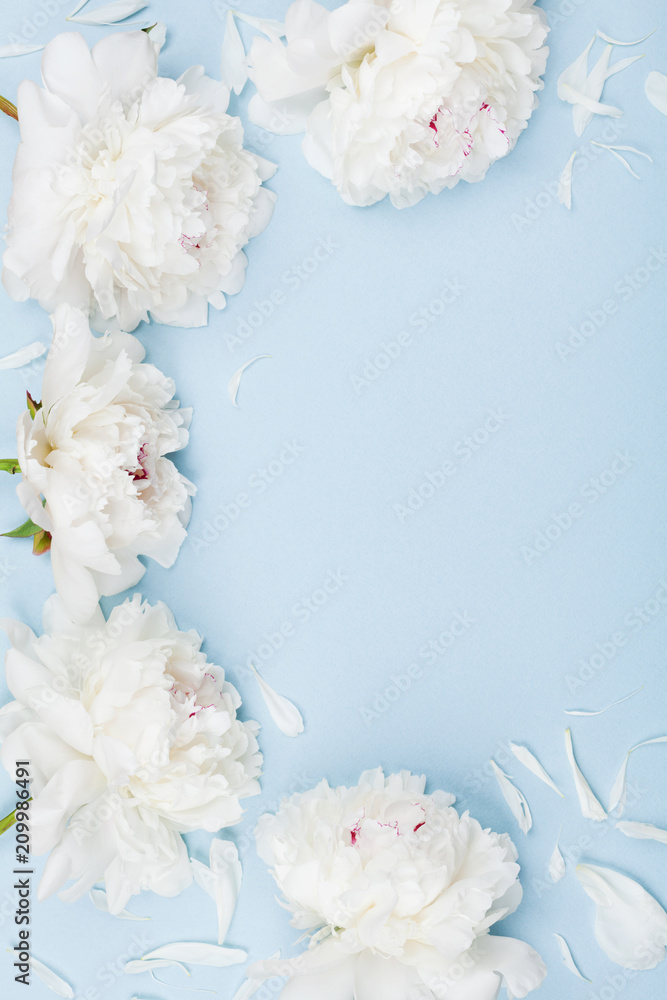 White peony flowers on blue pastel table. Top view and flat lay style.