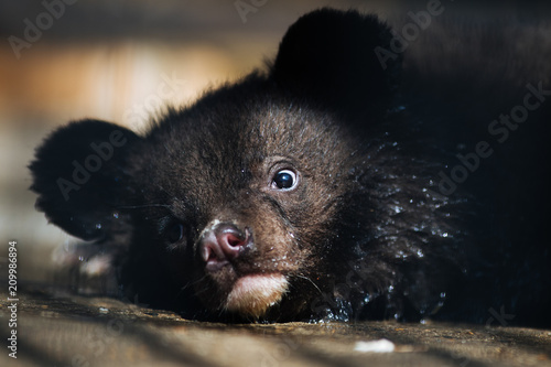 Fototapeta Himalayan black bear cub resting