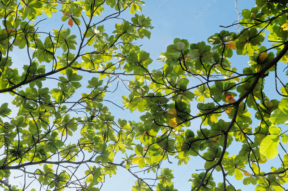 Green Terminalia catappa leaf on sky background