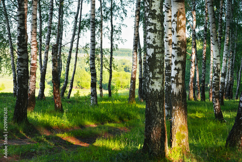 summer in sunny birch forest