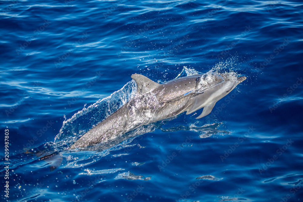 Naklejka premium dolphin