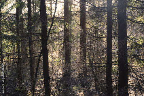 Summer forest in Finland