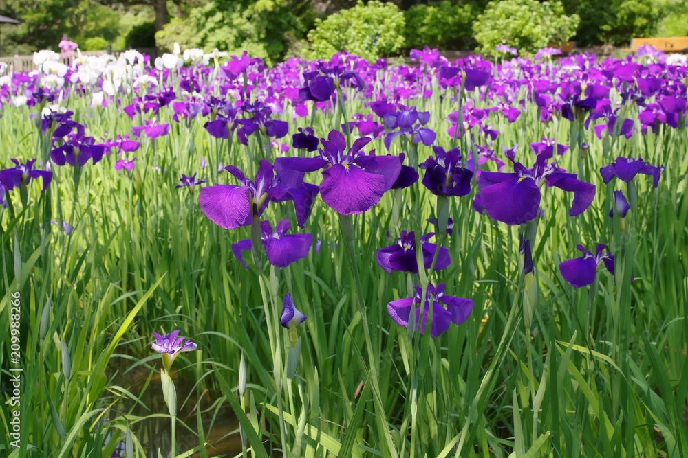 Iris ensata var. ensata (Hana shoubu)
Iris ensata var. ensata (Hana shoubu)