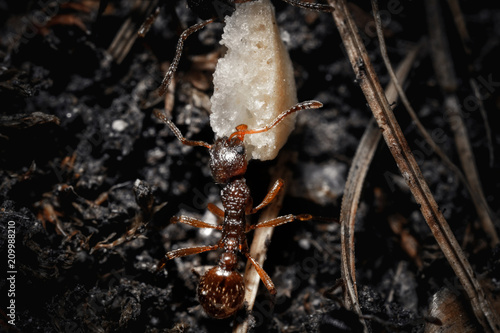 Ant near an anthill.
