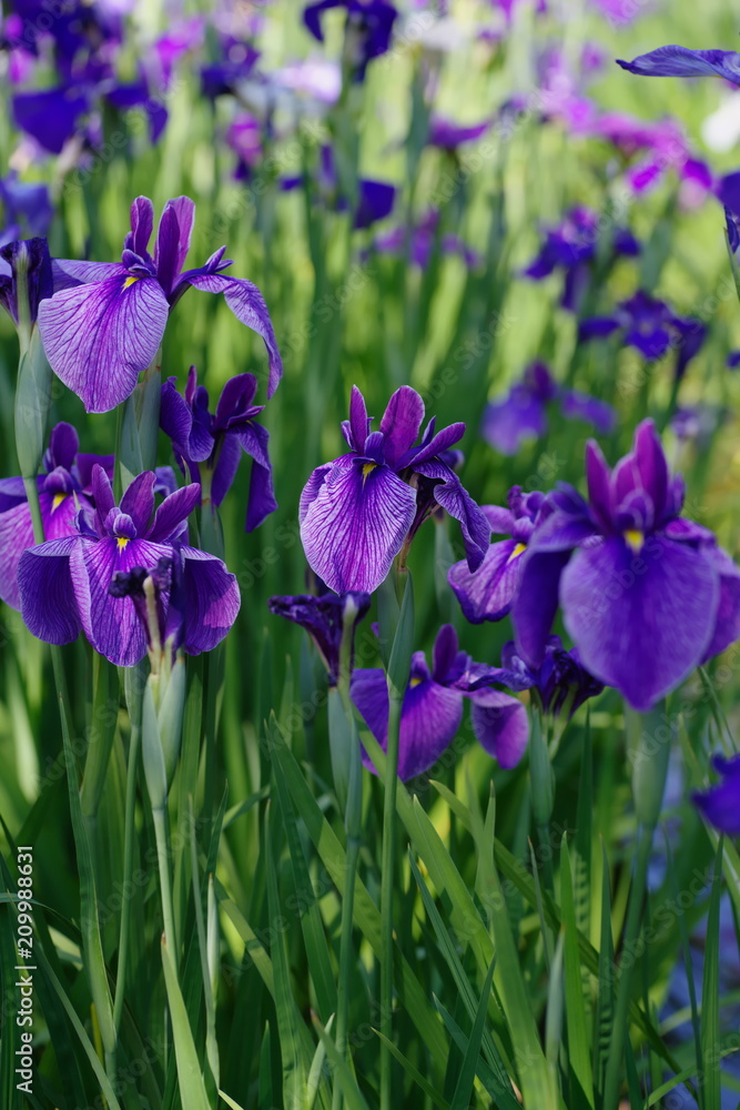 Iris ensata var. ensata (Hana shoubu)
Iris ensata var. ensata (Hana shoubu)