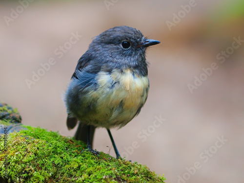 New Zealand Robin in forest