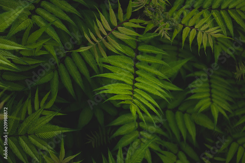 green fern leaves