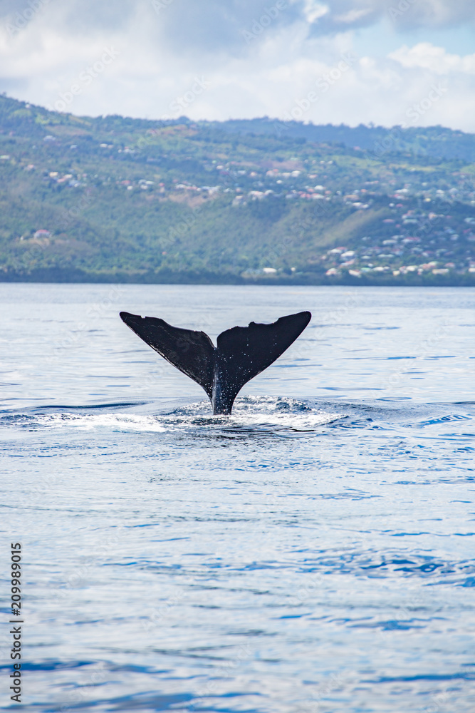 Fototapeta premium sperm whale