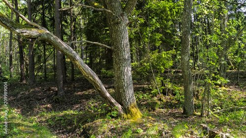 Summer forest in Finland © tommitt