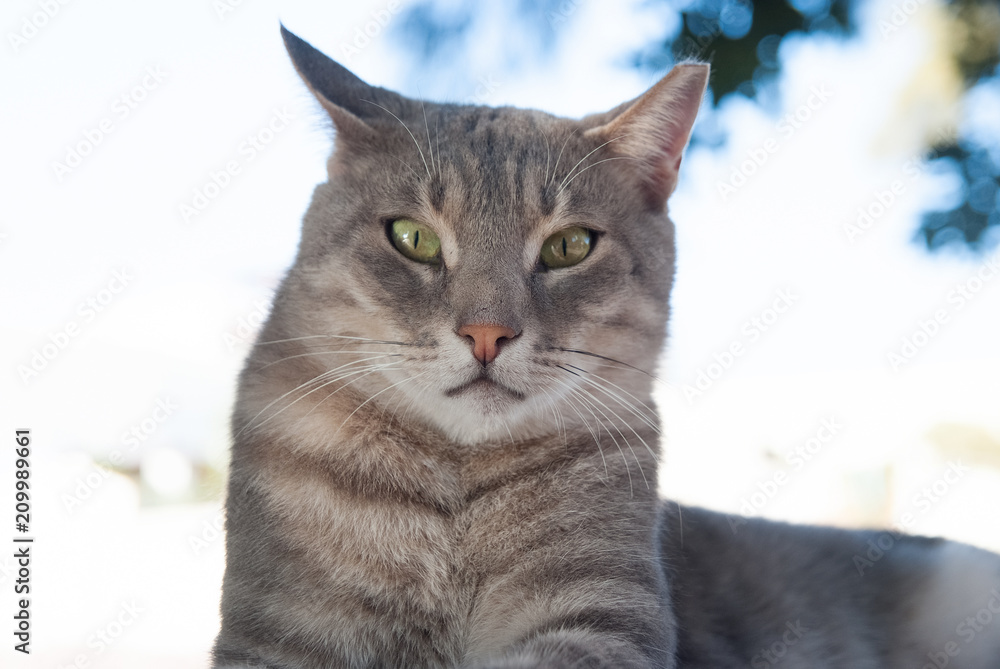 Cat with green eyes in Patmos, Greece. Shorthair cat relax outdoor. Cute pet with grey coat on natural background. cat food. healthy pet - happy owner. Kitten on fresh air. Relax and rest