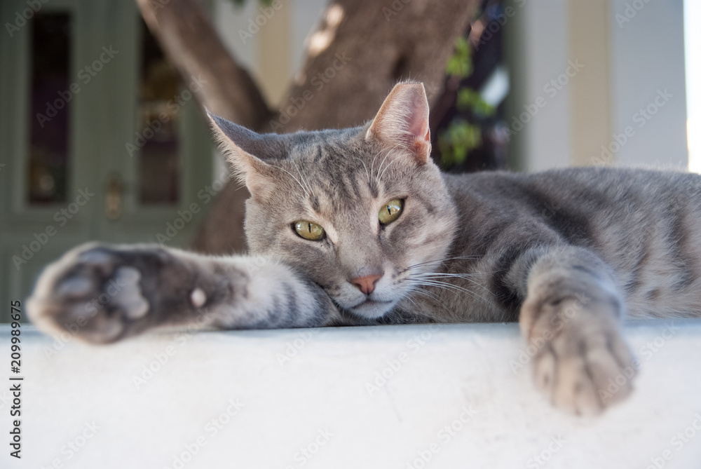 healthy pet - happy owner. Kitten in Patmos, Greece. Shorthair cat relax outdoor. Cute pet with grey coat on natural background. Cat with green eyes on fresh air. cat food. Relax and rest healthy pet - happy owner. Kitten in Patmos, Greece. Shorthair cat relax outdoor. Cute pet with grey coat on natural background. Cat with green eyes on fresh air. cat food. Relax and rest