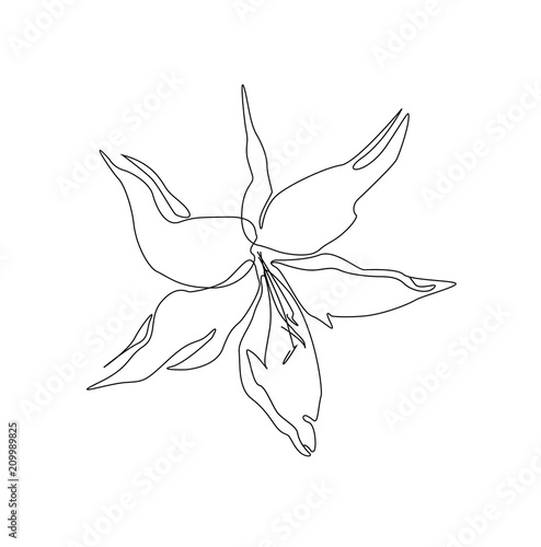 Lily flower. Linear art. Vector. Hand drawing on white background. © Anna