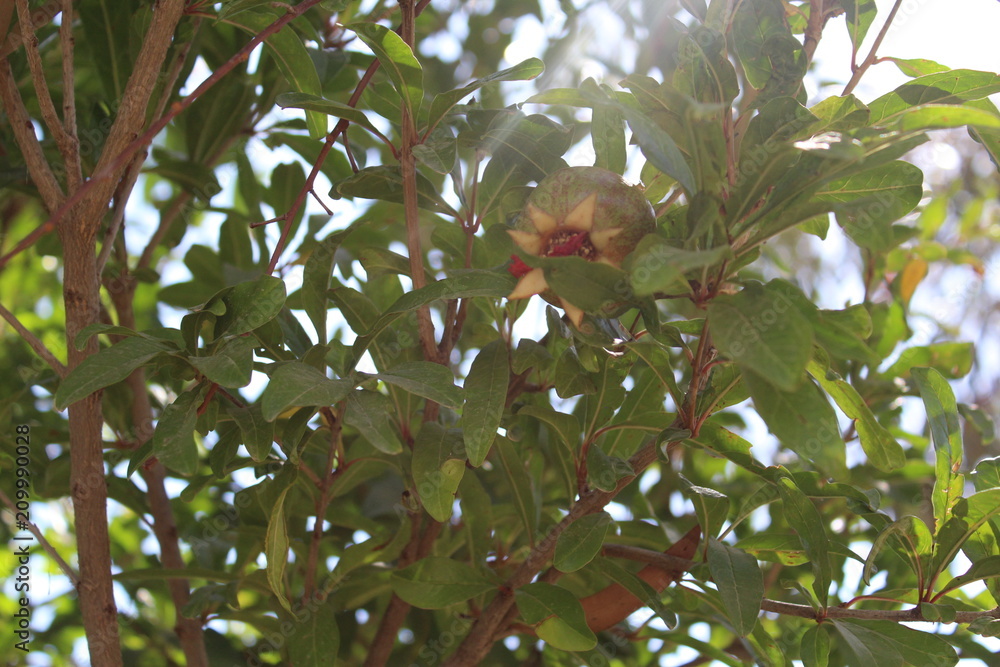 Pomegranet